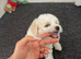 Puppies