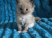 Ragdoll pure bred kittens