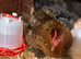 Silkie chicken