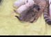 Chinchilla/british shorthair boys kittens