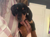 KC Miniature smooth Black and Tan boy