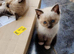 Beautiful ragdoll kittens