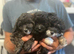 Toy poodle x Papillon