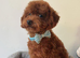 Asian toy poodle puppy boy