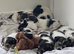 Terrier puppies