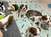 Boys available - Cavalier puppies - KC reg parents
