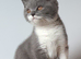 Gorgeous British Shorthair Kittens