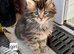 Mainecoon kittens
