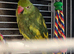 Beautifull ringneck