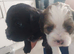 Lhasa apso
