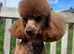 KC Toy Poodle