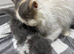 GCCF Registered Persian boy
