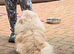 Pomeranian girl