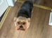 Yorkie x