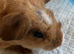 Sweet well handled smooth haired guinea pigs.