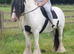 15hh cob gelding