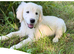 KC registered Golden Retriever Puppies