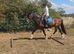 15.1hh 15yo cob gelding