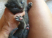 Russian blue kittens