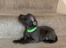 Beautiful blue Staffordshire bull terrier puppies