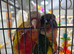Pair of green cheeked conures