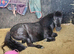 10.2hh Shetland 15 years old mare