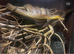 Maclops pythons