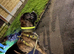 Male Presa Canario for sale