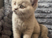 British blue kittens