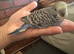 Lovely baby budgies semi tamed in Dagenham