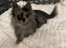 Beautiful Pomeranian Merle Female