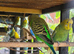 X20 Budgies for sale
