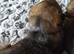 KC Reg German Shepherds puppies For sale!!!