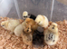 Silkie chicks