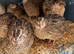 Japanese jumbo quails