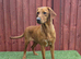 KC Registered Fox Red Labrador Female 2 Years Old