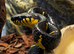 Mangrove Snake