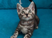 Rare marbled Bengal