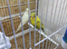 baby budgies for sale