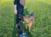 Staffy cross brothers 25 months old