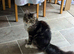 Maine coon male cat