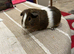 2 x male guinea pigs cage, and accessories