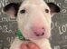 Beautiful Bullterrier pups