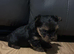 Yorkshire terrier pups