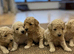 POOPOOCHONS! !