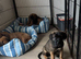 Ready now 4 beautiful cane Corso pups 1 girl 3 boys