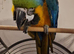 BLUE & GOLD MACAW