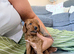 *5 star miniature labradoodle puppies!