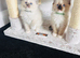 Beautiful Ragdoll Kittens Ready Now.