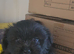 Maltipeje boy pup for sale